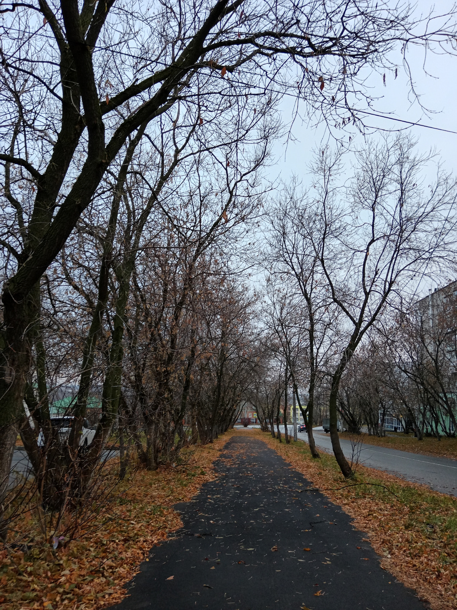 По дороге на работу. Чёрная дорожка посреди осенней листвы. 