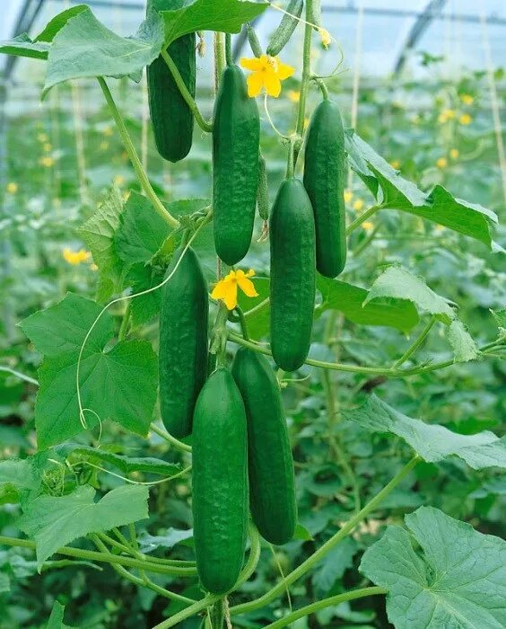 Огурцы "Зозуля"