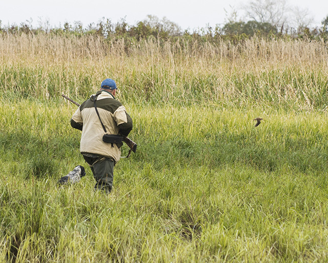 Основные постулаты натаски спаниеля по-новому