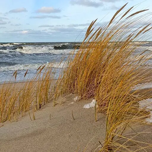   Фитоценоз приморских дюн Наталья Андросенкова