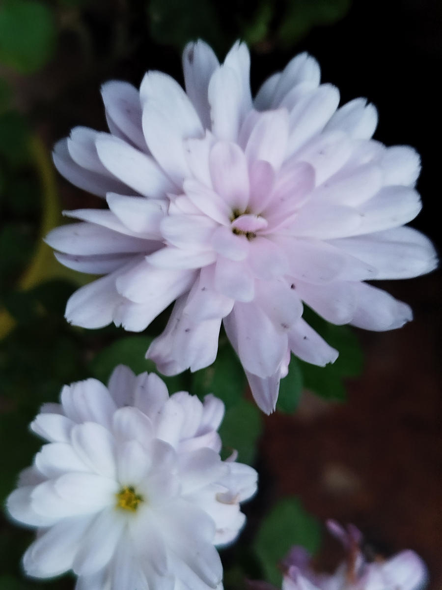 Фото автора. Цветение черенка первого года укоренения. Декабрь 2024г.