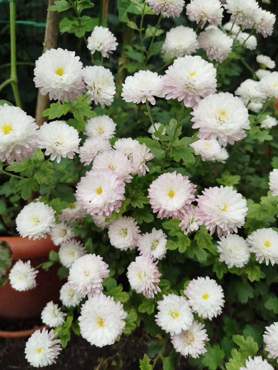 Фото автора. Цветение в ноябре 2024г. Прекрасно себя чувствовал весной, а к лету погиб.