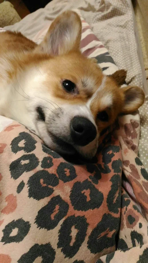 «Главное лекарство — тепло и взгляд “дай вкусняшку”.»