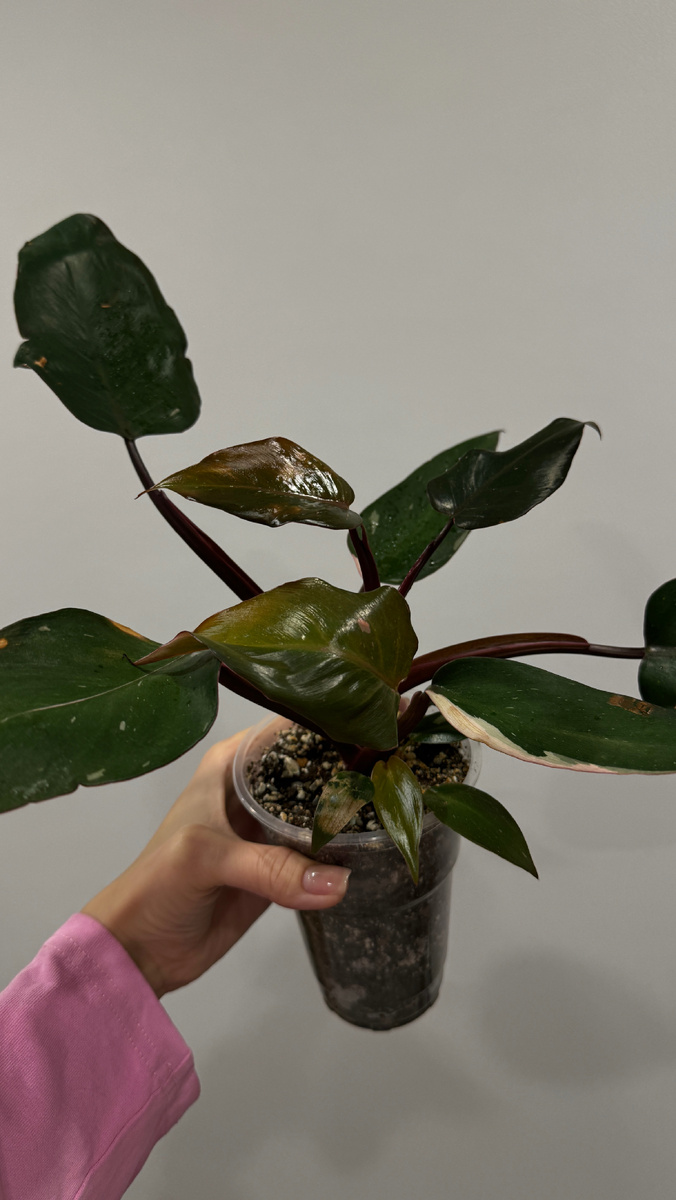 Филодендрон пока неказистый😁