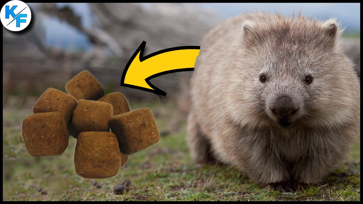 Инженерные таланты в мире животных иногда принимают... неожиданные формы.