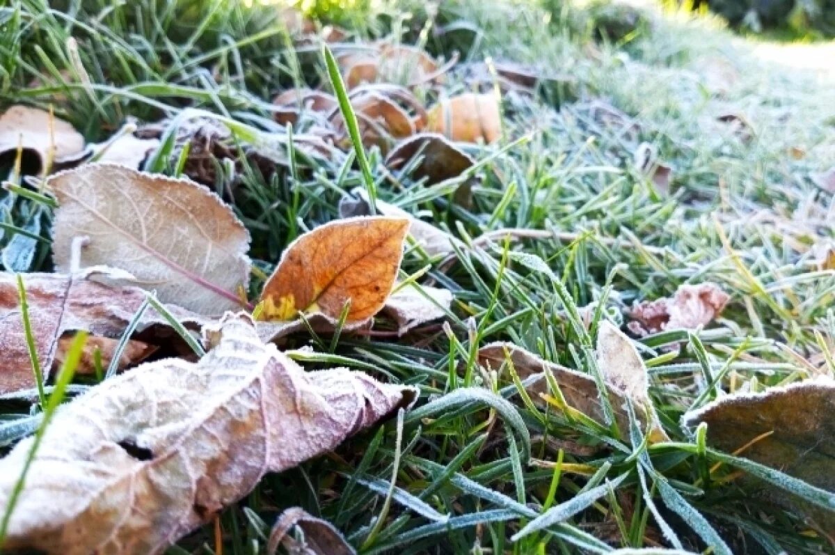    Синоптик предупредил о заморозках в Петербурге и Ленобласти