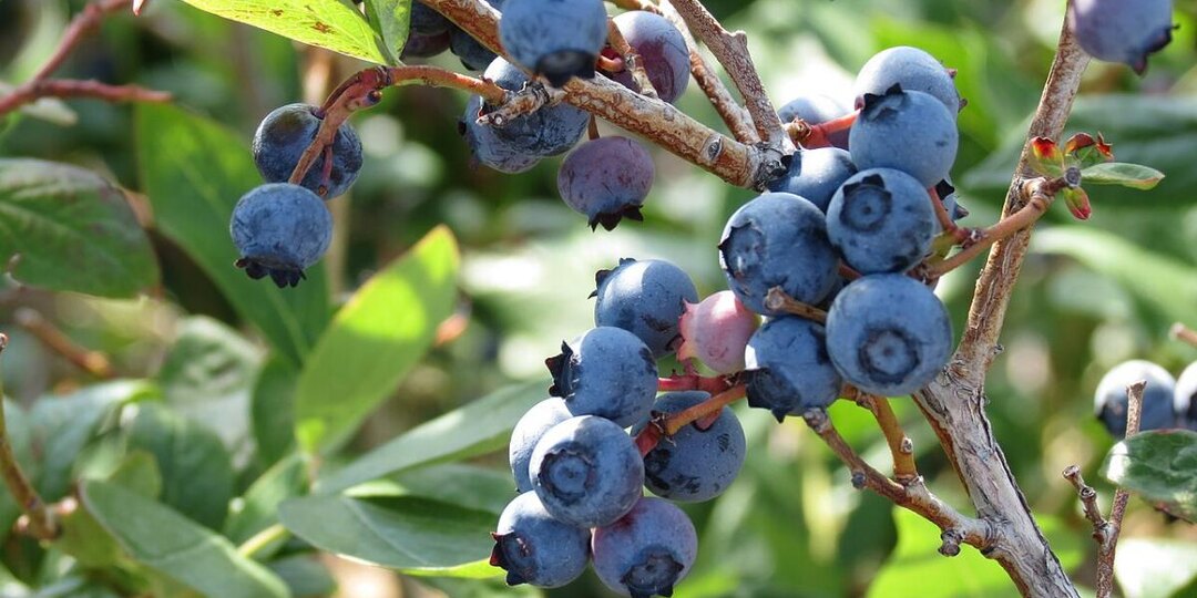 Одна ошибка в пропорциях — и голубика погибает: тонкости подкисления, о которых забывают