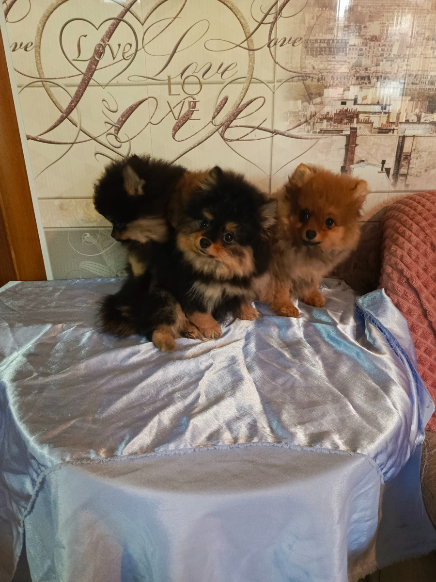 мои щенки шпица