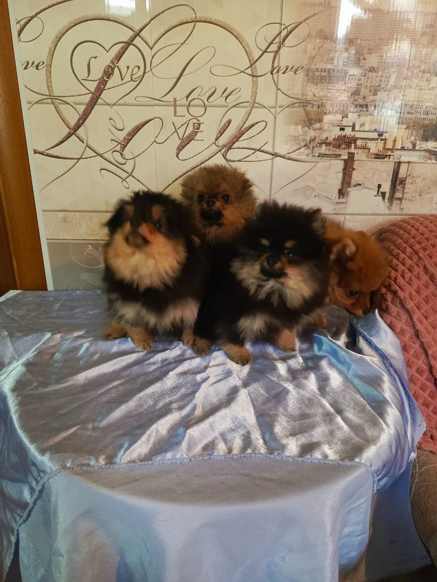 щенки шпицаЮ фото мое