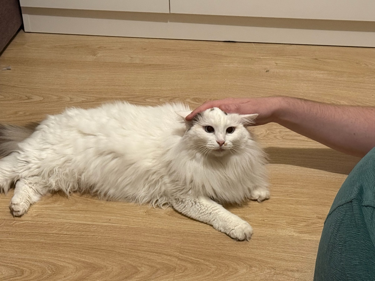    Язык тела: почему кошка заваливается набок как подстреленная, когда вы приходите