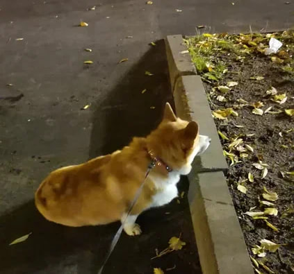 «Вы почему листья собираете? Их же потом снова разнесёт ветер!»