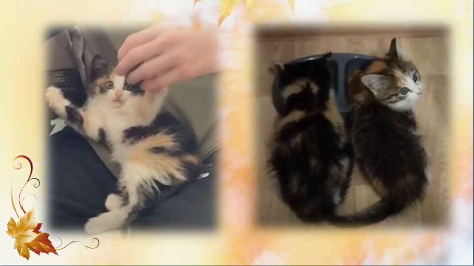 На первой фотке Перчик играет с сыном. На второй они кушают.