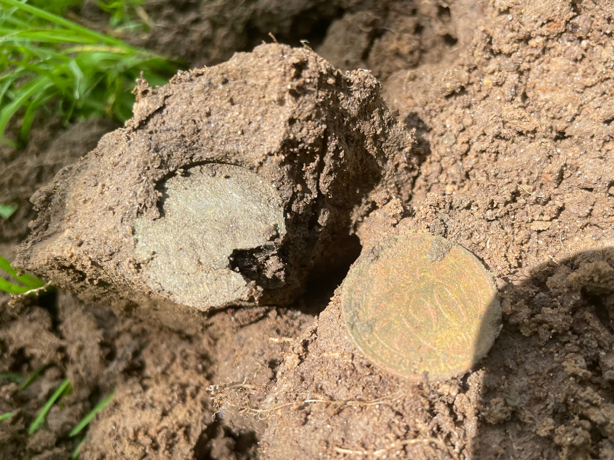 Щитовички в сохране попадаются весьма не часто