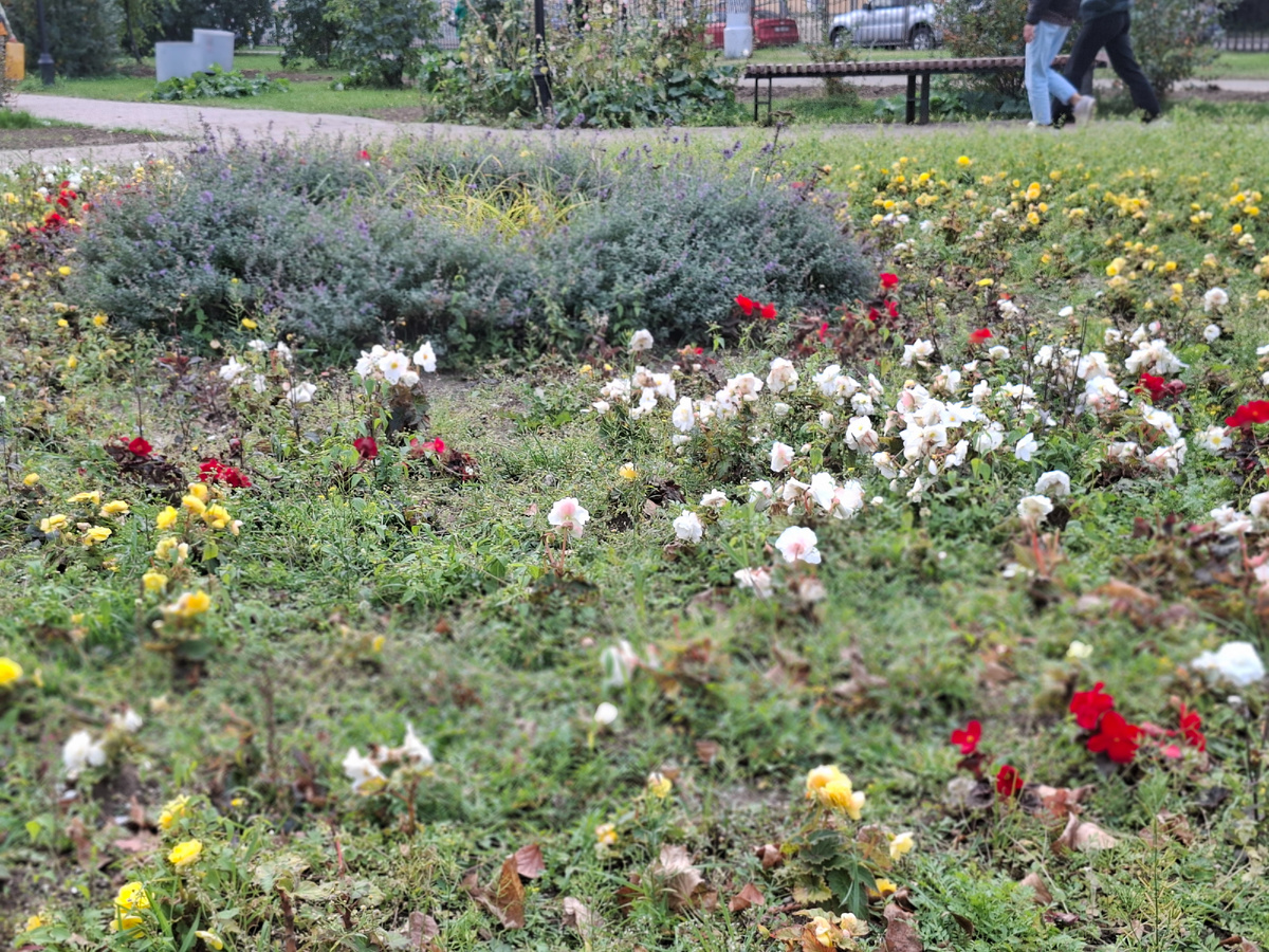 фото автора клумба