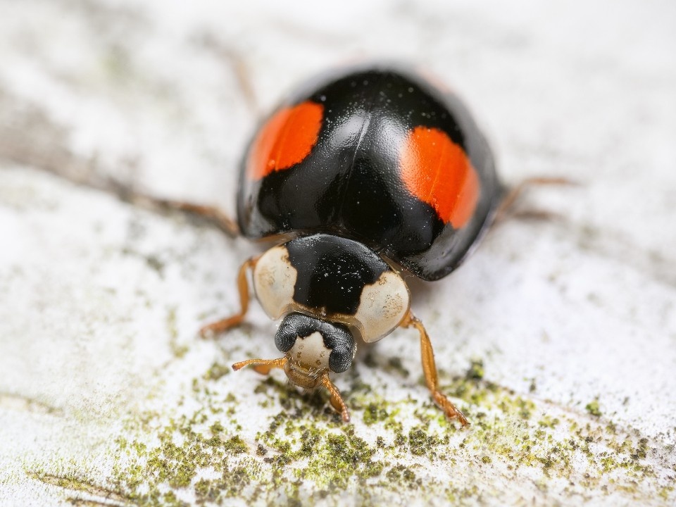   В Подмосковье появились необычные божьи коровки-«арлекины»