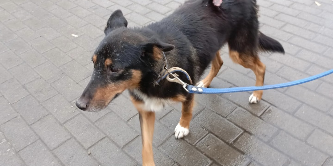 Эля, приютская собака, у неё онкология