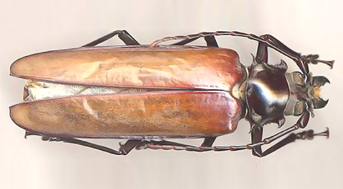 На скане О. Берлова: реликтовый дровосек