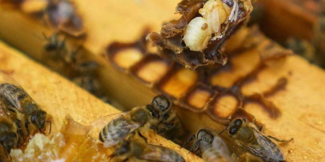 Крупнейшая за всю историю гибель пчел. Что нас ждет.