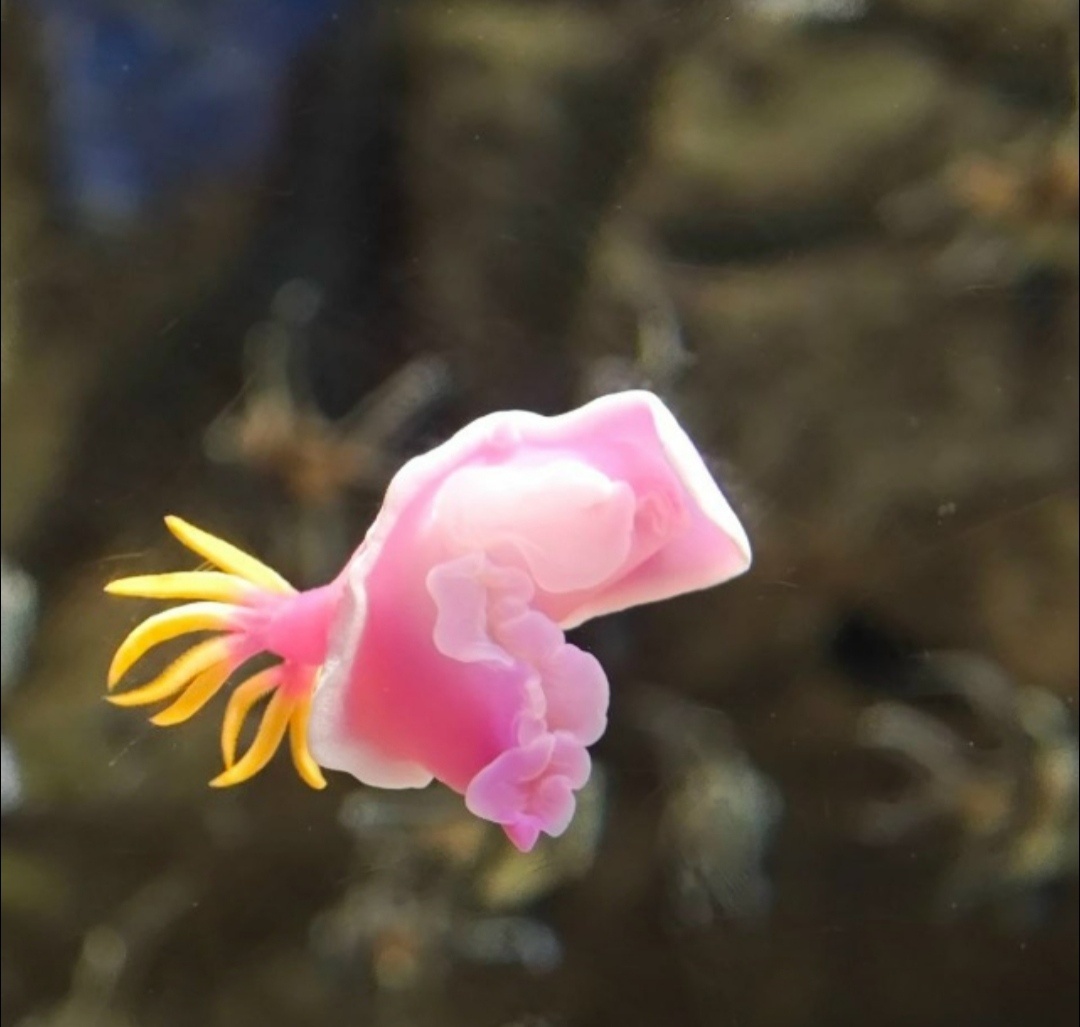 Сказку сестра выбрала о подводном мире и его обитателях. Поэтому немного фото с океанариума... 