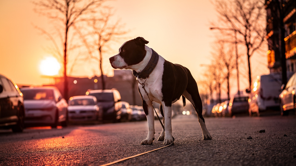 Это история не про «бояться», а про «уметь себя вести»: собаке нужно объяснить, как взаимодействовать с автомобилями. Фото brevenews.com