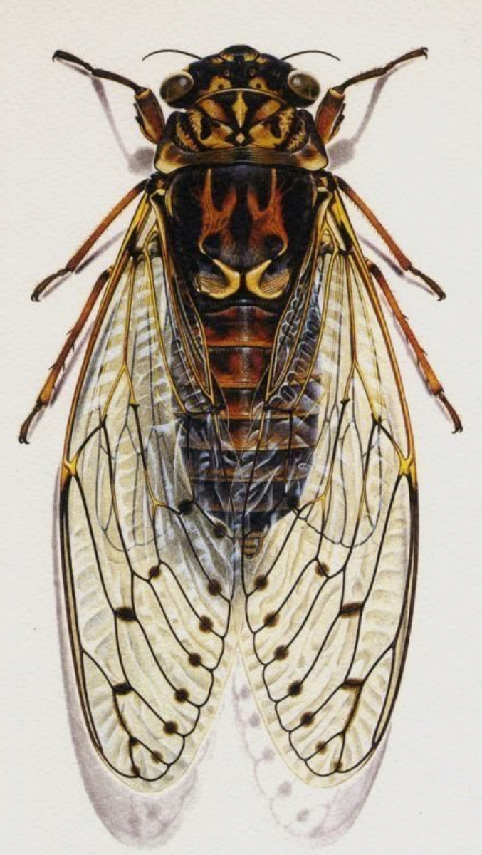 Тотем Цикада