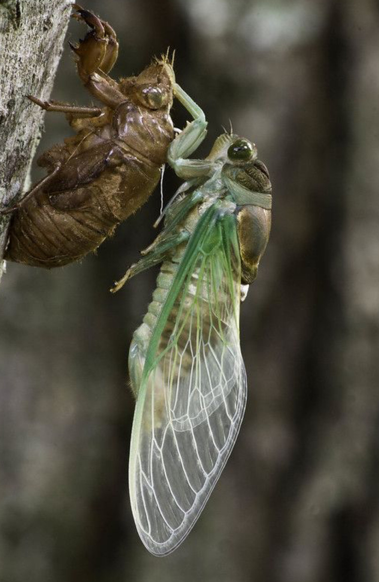 Трансформация цикады
