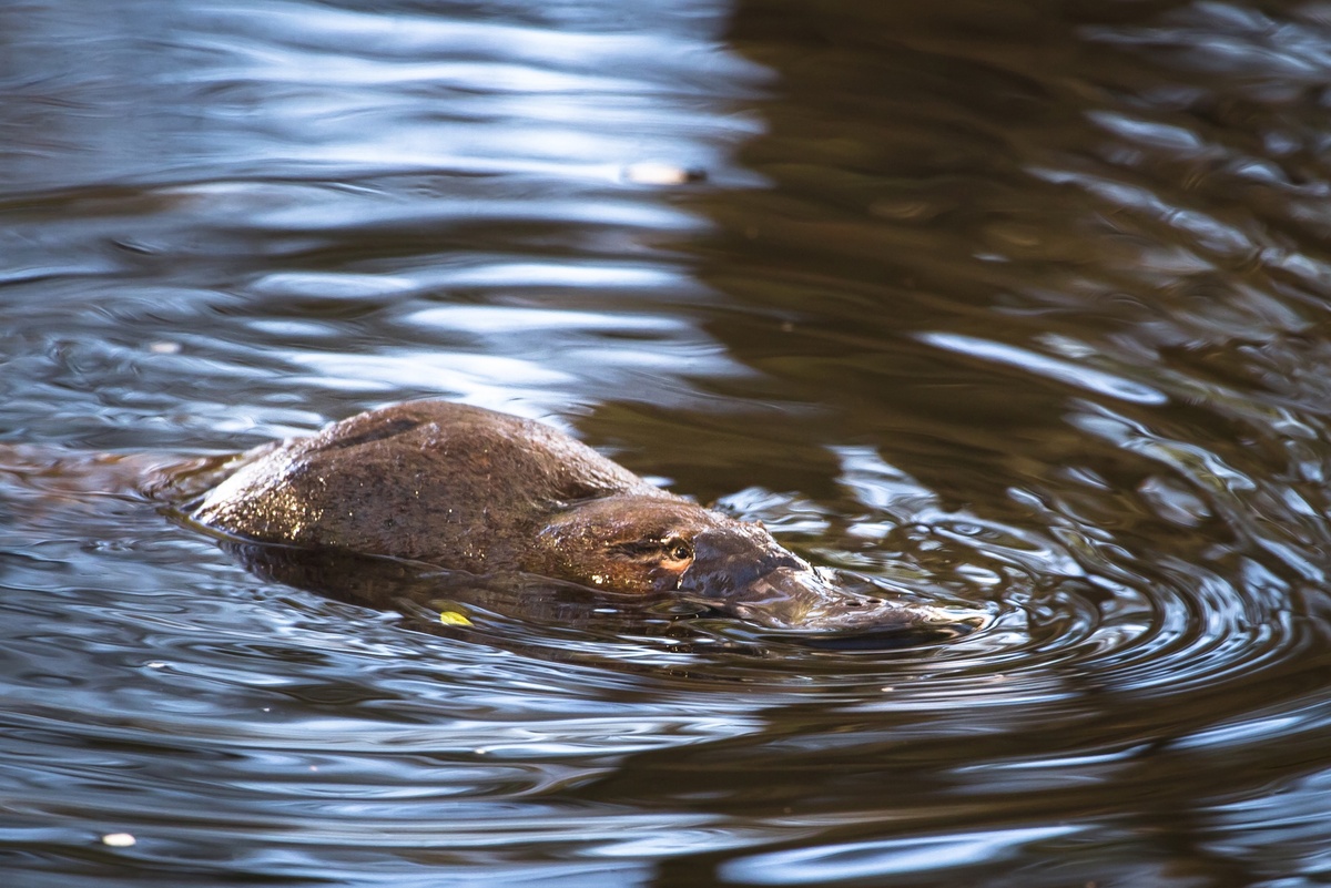    Утконос - уникальное животное, которое сочетает черты млекопитающих, птиц и рептилий. / Фото: iStock