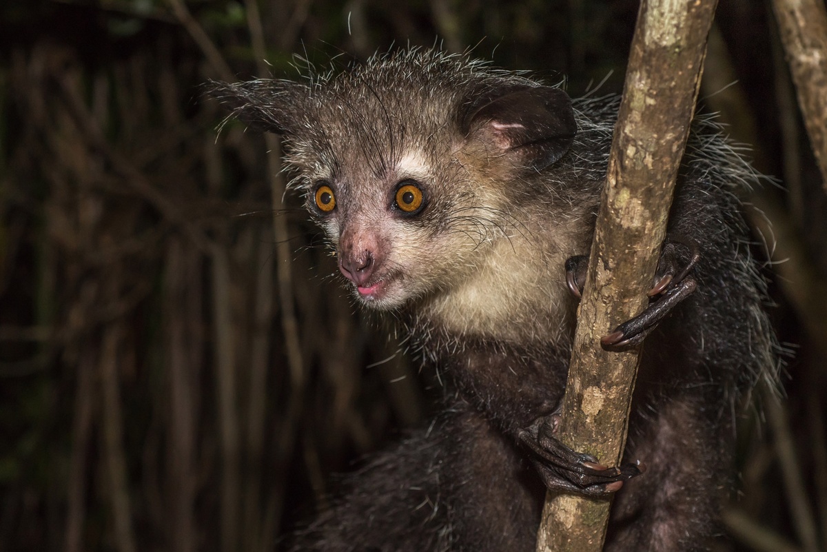    Руконожка - единственный примат, у которого зубы растут в течение всей жизни, как у бобров. / Фото: iStock