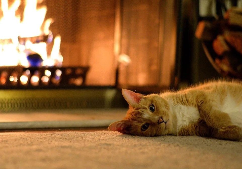 Топливные брикеты для камина и печи