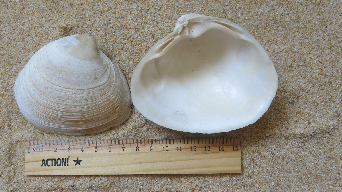 Наибольшая зафиксированная длина раковины 12.7 см, вес – 434 грамма.