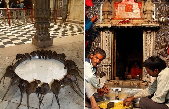 Легенда гласит, что пасынок Карни Маты погиб, пытаясь пить воду из пруда. Скорбящая мать просила помощи у Ямы, бога смерти, чтобы вернуть мальчика. Позже Лакшман объявил, что все будущие потомки мужского пола превратятся в крыс, пока не смогут возродиться обратно и вернуться в свой клан. Источник: sosssedy.ru
