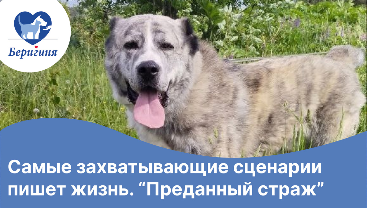 #берегиня_Чаплин