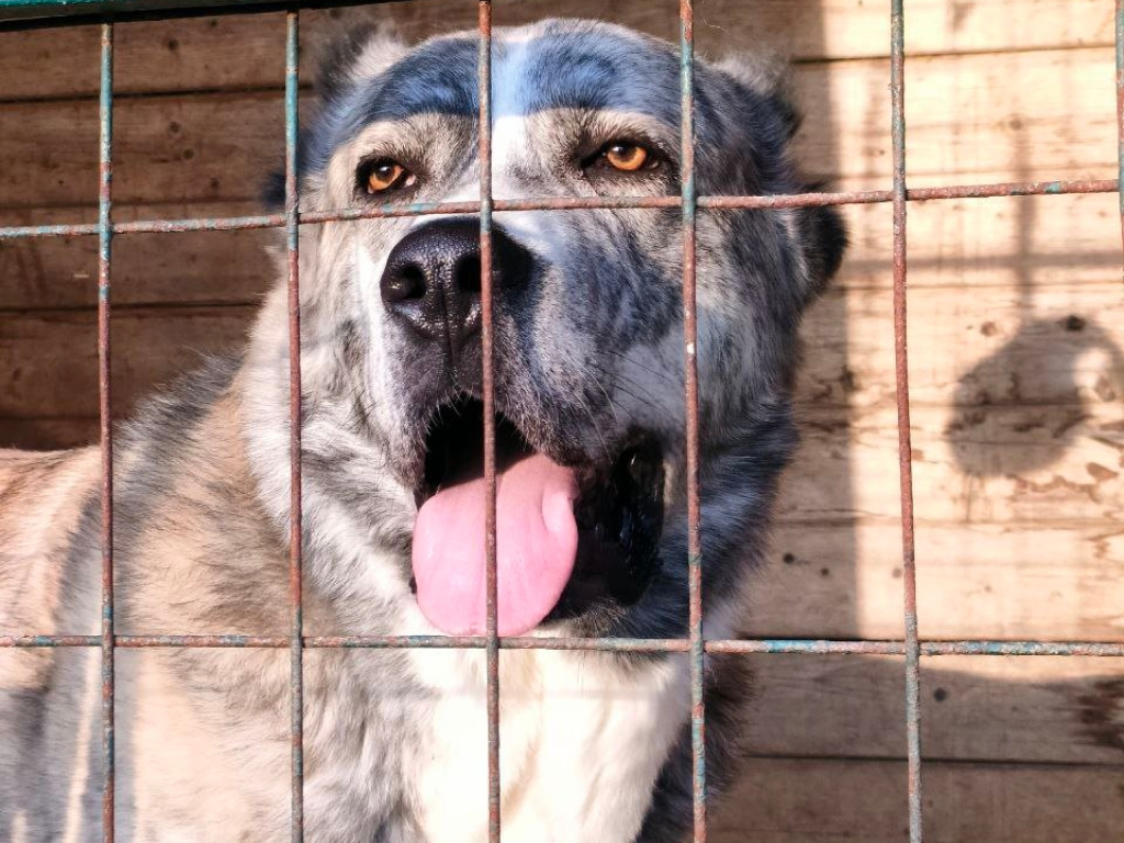 У #берегиня_Чаплин есть подпольная кличка "танкист". Дело в том, что в крыше его будки нет одной доски. И Чаплин пользуется этой "вентиляцией", когда лень выходить, вытаскивая голову наружу и продолжая наблюдать за происходящим. Со стороны видно вольер, будку и большую голову смотрителя.