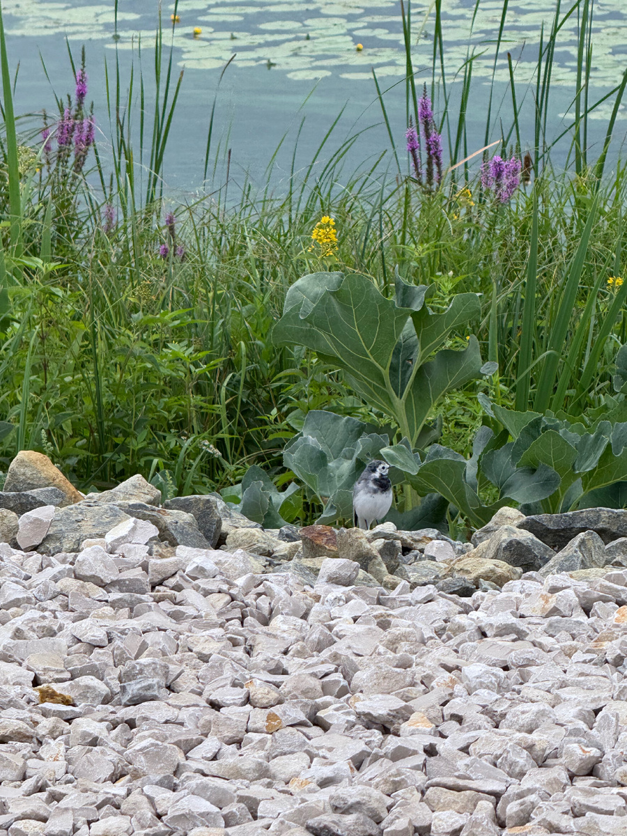 Поэтому просто фото природы