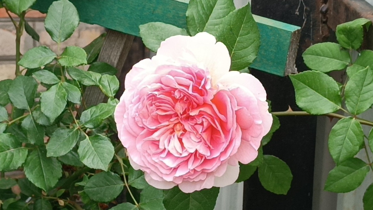 Роза Абрахам Дерби (Abraham Darby)