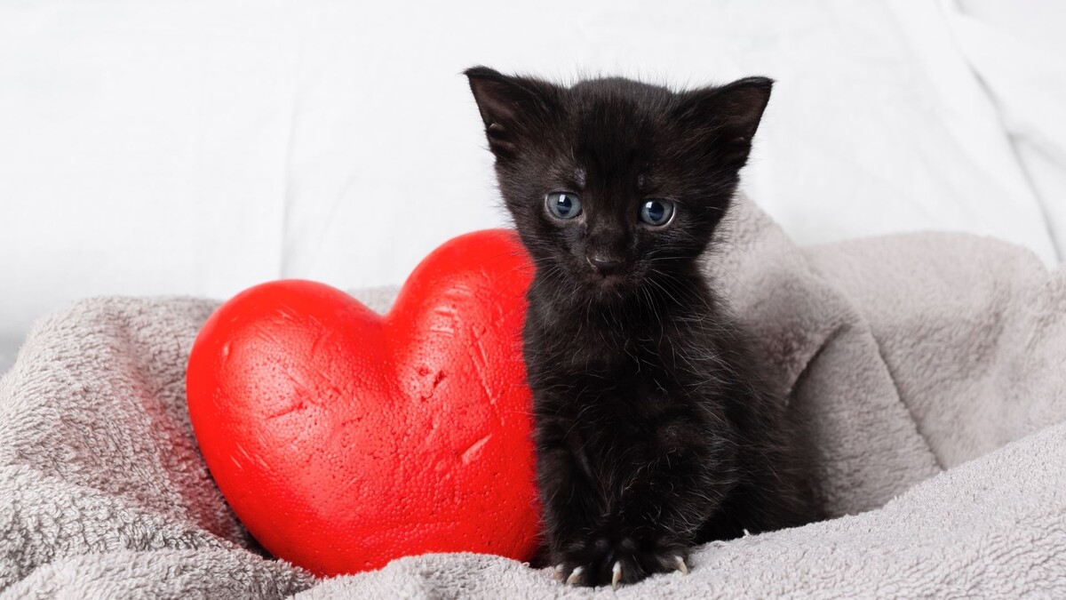 источник фото: https://st1.uvnimg.com/e3/94/f2da0af34929a33b5293a006d92d/b3c29cd48bfd4494ba238511b05ca9cf