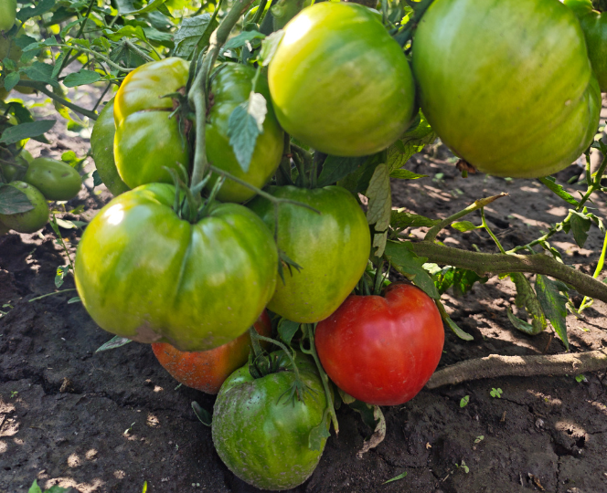 Присмотрелась к новым сортам томатов - характеристики выдающиеся 😊