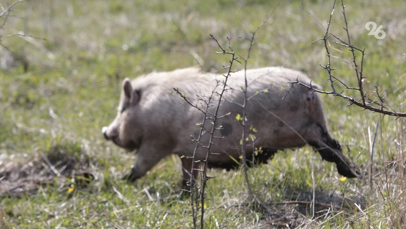      Фото: ИА «Победа26»