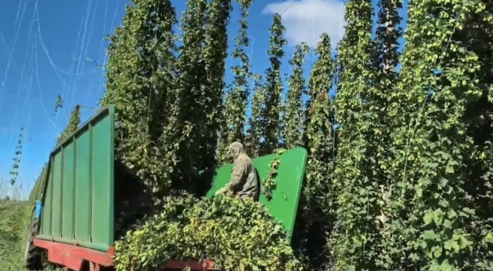    Техникумы Чувашии засаживают 100 га хмелем