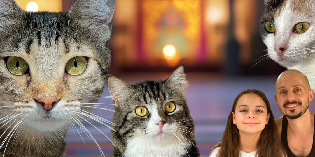 Котики и Исполнение большой мечты. Чудеса от Вселенной