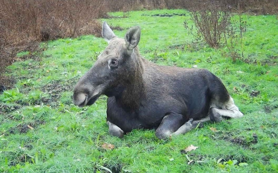 Иллюстрации:  Окский заповедник