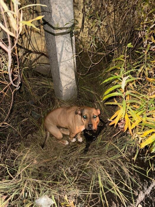 Спасение собаки в Пскове
Фото: приют «Лесопилка»