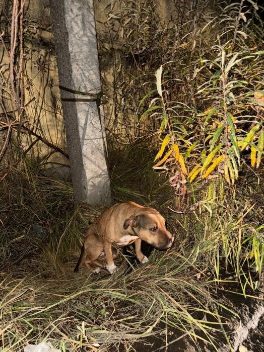 Спасение собаки в Пскове
Фото: приют «Лесопилка»