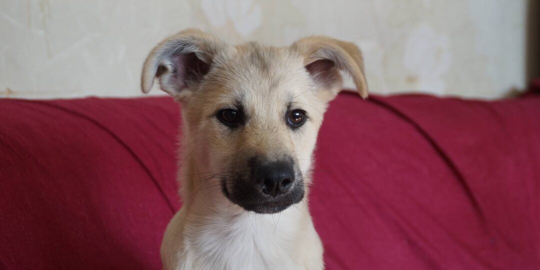 Есть собаки, которые всеми фибрами души врастают в человека. Как вот этот щенок