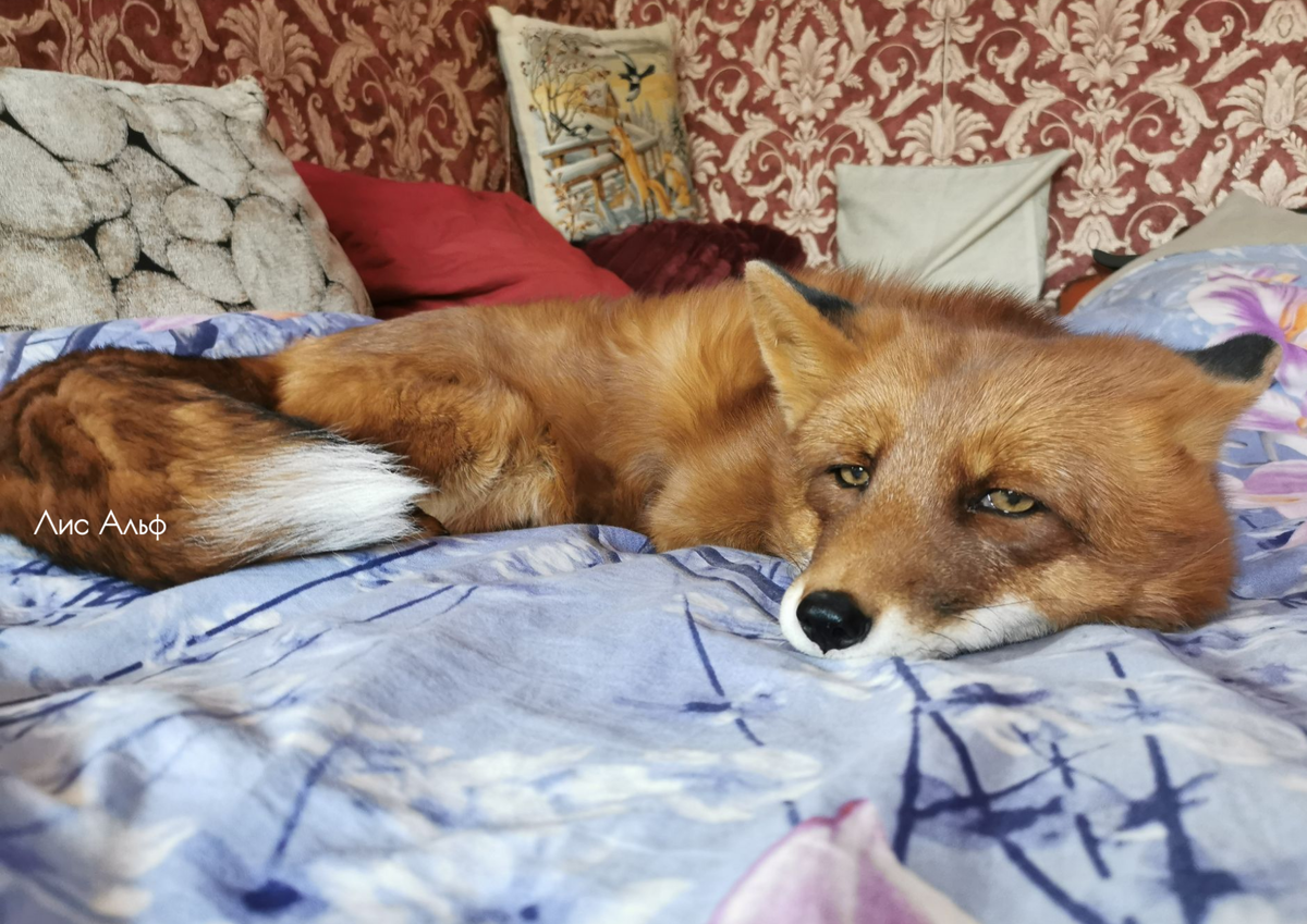 Самое «дикое» животное в мире охраняет диван