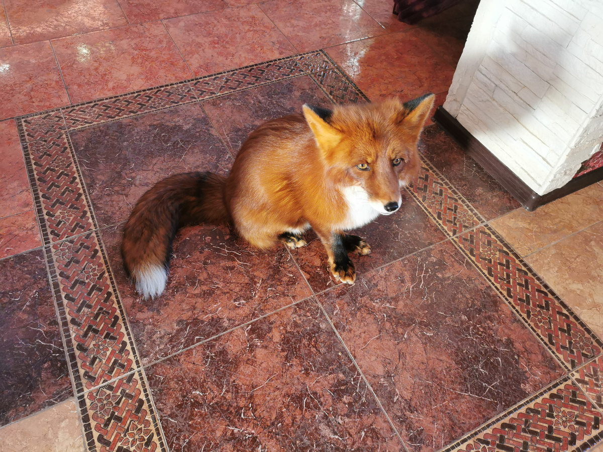 Лис Альф, огнёвка вятская