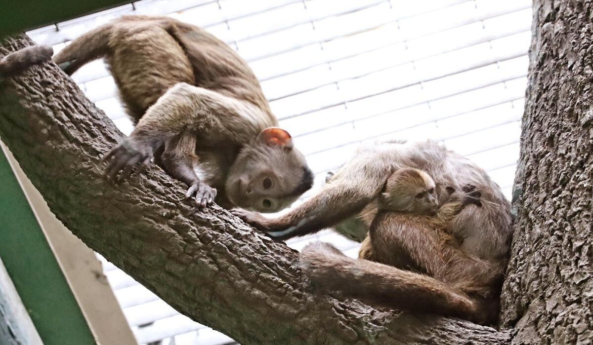     Капуцина-плаксы из Московского зоопарка. Источник: mos ru Автор фото: Пресс-служба Мэра и Правительства Москвы