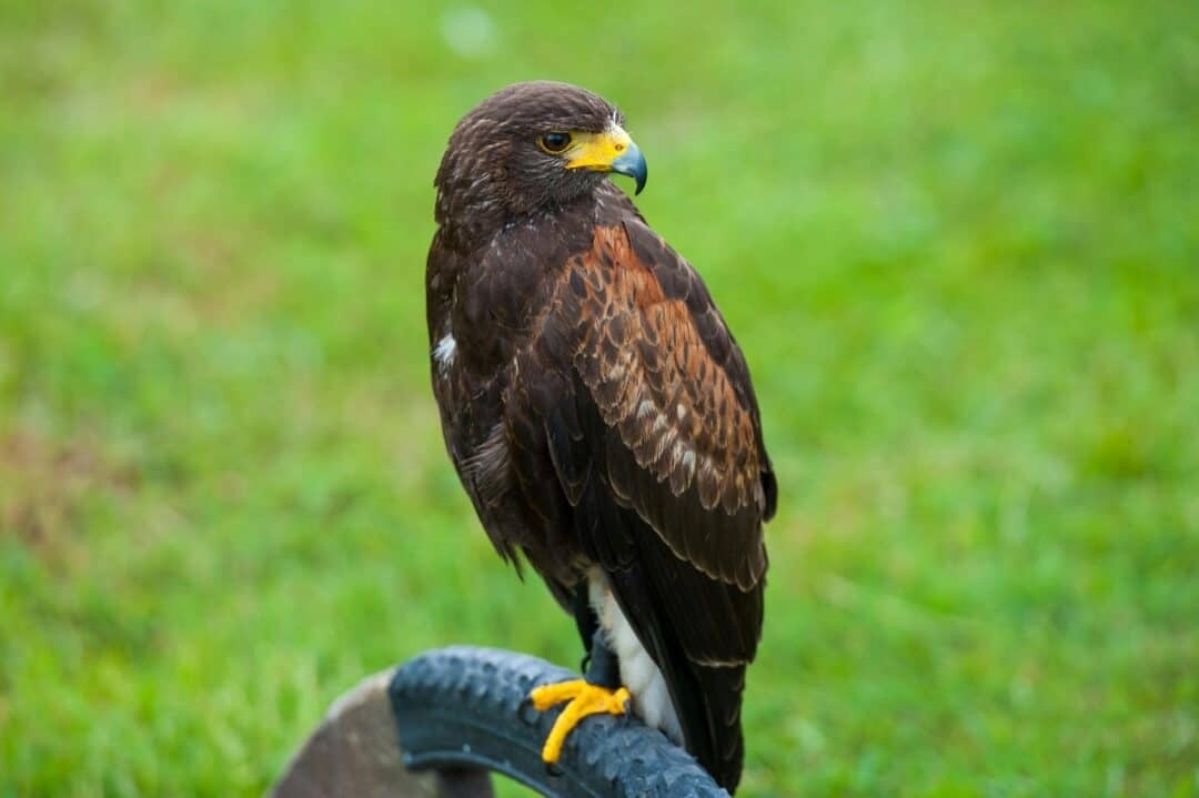 Крупный план молодого ястреба.