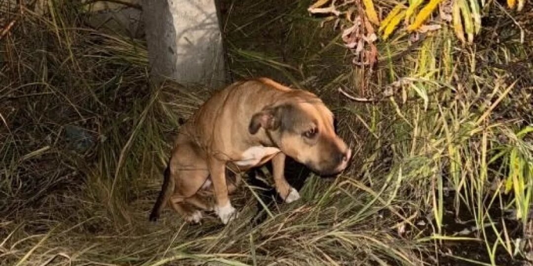 В Пскове волонтеры спасли привязанную к столбу на целые сутки собаку