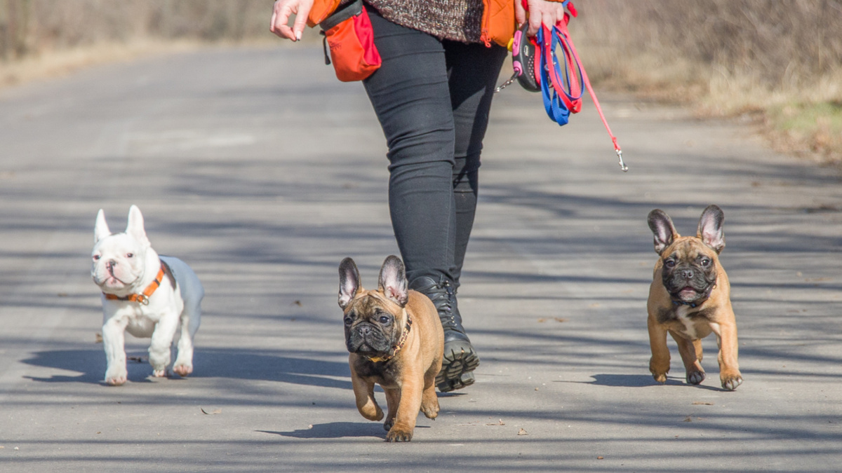 Хотел сказать, что в этот период щенки ведут себя «как подростки» – но осёкся: собственно, а почему «как»? Фото Elena Rogulina/Pixabay
